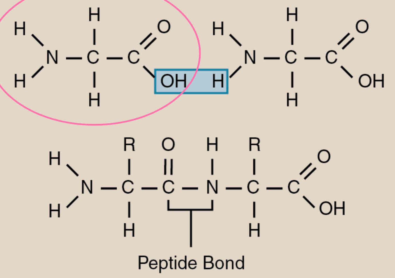 <ul><li><p>Two amino acids positioned so that the carboxyl group of one is adjacent to the amino group of the other</p><ul><li><p>joined by dehydration reaction</p></li></ul></li><li><p>Peptide bond forms between 2 amino acids</p></li></ul><p></p>