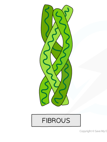 <p>Long thin molecules are insoluble in wager and have a structural role. The polypeptides are in parallel chains sheets, with many cross links forming king fibres.</p>