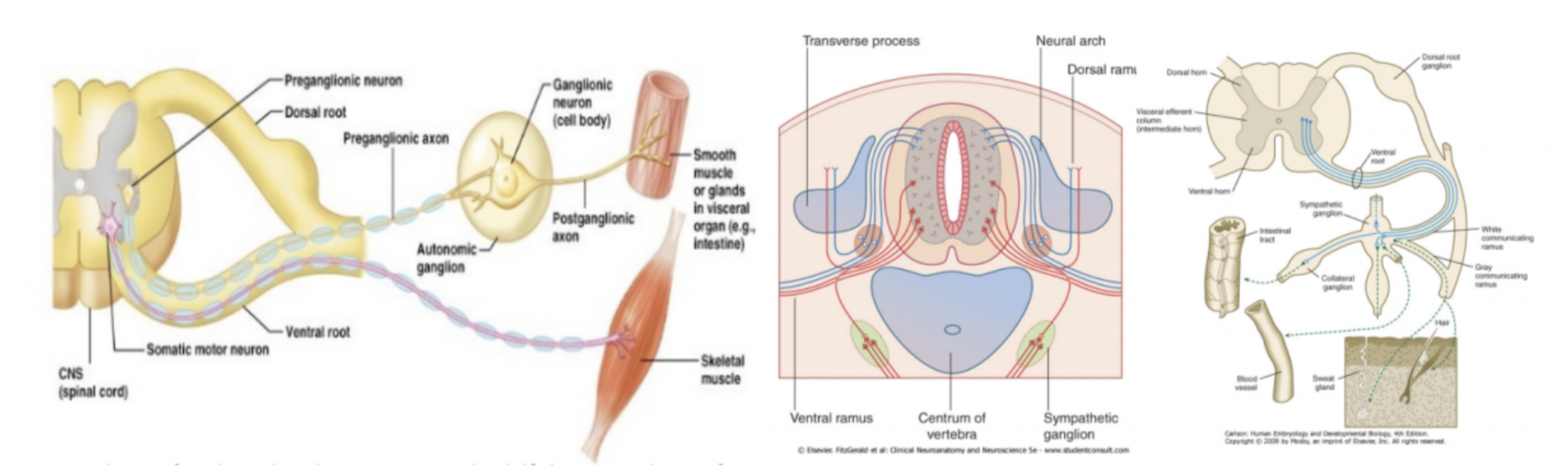 <ul><li><p>Innervation of striated voluntary muscles vs innervation of smooth muscle&nbsp;</p><ul><li><p>Visceral –</p><ul><li><p>Preganglionic axon &amp; autonomic/ganglionic neuron between neuron and target smooth muscle, so at minimum passes through two synapses&nbsp;</p><ul><li><p>Visceromotor/preganglionic neuron in the CNS has an axon linked outside the CNS via a ventral root, then reaching other neurons on autonomic ganglia, finally innervating smooth muscle/glands in visceral organs</p></li></ul></li></ul></li><li><p>Somatic –</p><ul><li><p>Directly connects to muscle&nbsp;</p></li></ul></li></ul></li></ul>