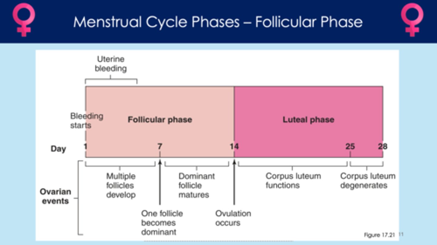 <p>- follicle matures </p><p>- LH and FSH are important hormones for follicular development </p>