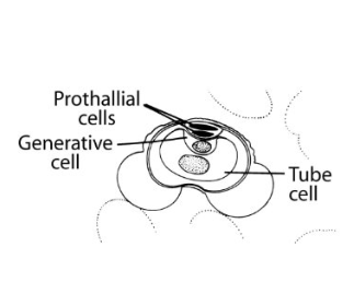 <p>Generative Cell Forms?</p>
