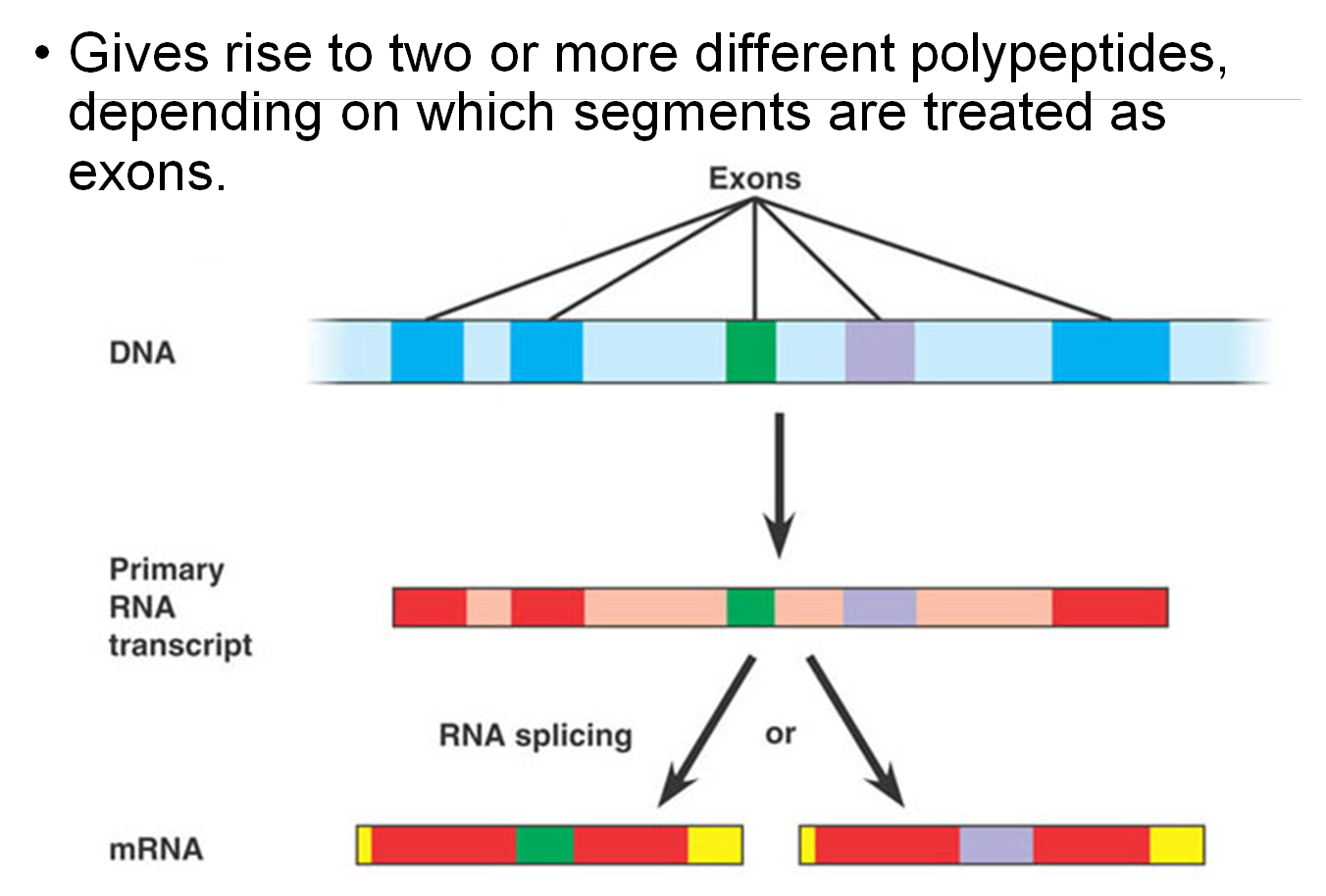 <p>RNA Splicing and Alternative RNA SplicingRNA Splicing:</p><ul><li><p><strong>Process</strong>: RNA splicing removes introns and splices exons together to produce mature mRNA.</p></li><li><p><strong>snRNPs</strong>: Newly transcribed pre-mRNA is bound at both ends by small nuclear ribonucleoprotein particles (snRNPs).</p></li><li><p><strong>Consensus Sequences</strong>: These are short sequences between exons and introns where snRNPs bind, including near the 3′ end of the intron.</p></li><li><p><strong>Spliceosome Formation</strong>: With energy from ATP, proteins are added to form an RNA-protein complex known as the spliceosome.</p></li><li><p><strong>Splicing Mechanism</strong>: The spliceosome cuts the pre-mRNA, releases introns, and splices exons together.</p></li><li><p><strong>Function</strong>: Introns interrupt but do not scramble the DNA sequence that encodes a polypeptide. Sometimes, separated exons code for different domains (functional regions) of the protein.</p></li></ul><p>Alternative RNA Splicing:</p><ul><li><p><strong>Definition</strong>: Alternative RNA splicing allows for the production of multiple proteins from a single gene by including or excluding different sets of exons during RNA processing.</p></li></ul><p></p>