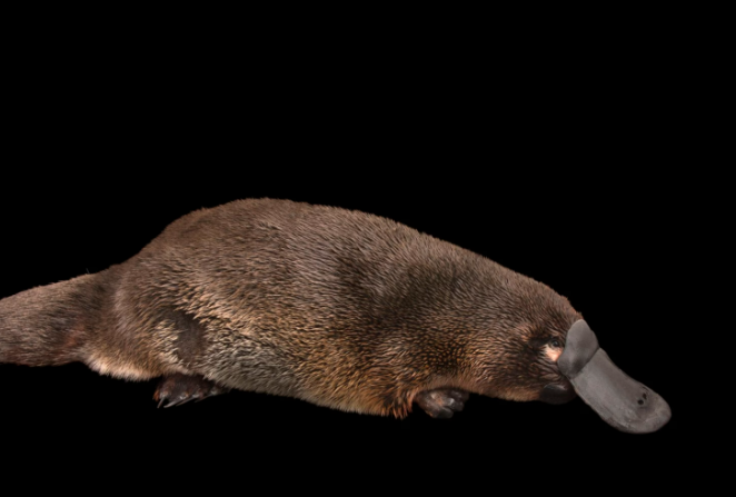 <p>mammals that lay eggs</p>