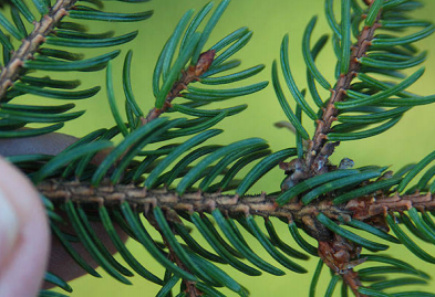 Blades: 4 sided, pokey if run hand in opp. direction, shorter needles
Reproductive: 1.5-2 in. cylindrical cones
Bark: greyish flakes with red bark underneath