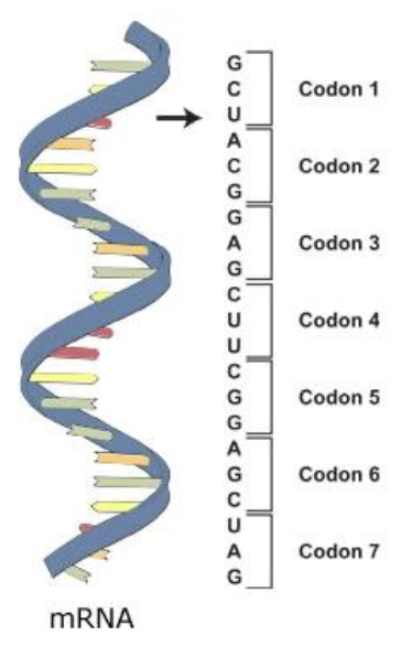 <ul><li><p>mRNA stores the information about which amino acids need to get incorporated into polypeptide chain to make a protein in the form of codons</p></li><li><p>codons are groups of 3 nucleotides that code for a particular amino acid</p></li><li><p>is redundant; a single amino acid can be represented by more than one codon</p></li></ul><p></p>