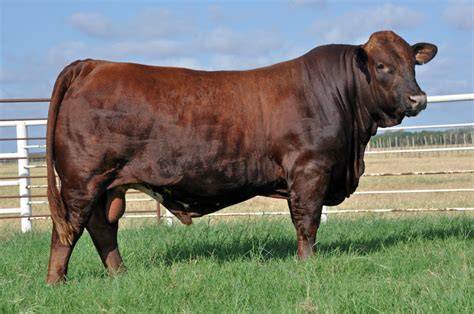 <p>Cross: Hereford (25%), Shorthorn (25%), Brahman (50%)</p><ul><li><p>good disposition, fertile, hardy</p></li></ul><p></p>