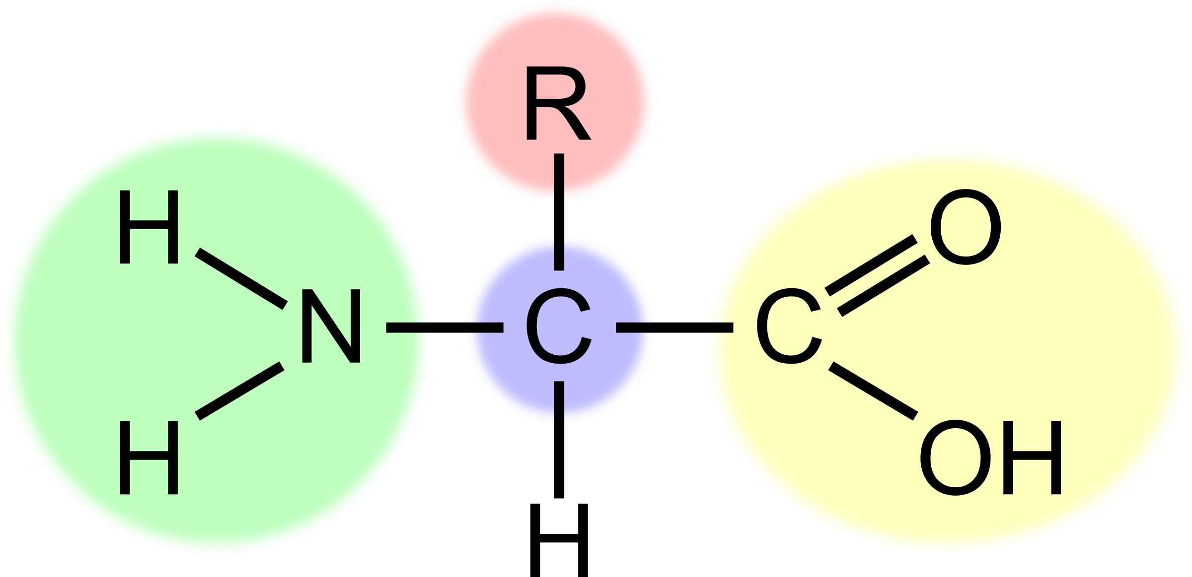 The central carbon 