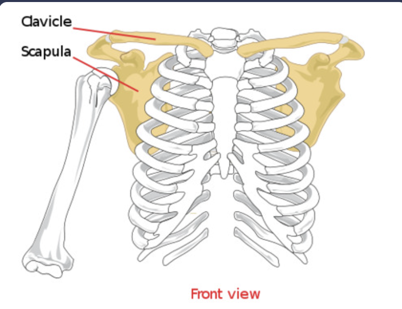 <p><span style="font-family: Google Sans, Roboto, Arial, sans-serif">comprises the </span><strong>clavicle (collarbone) and the scapula (shoulder blade)</strong></p>