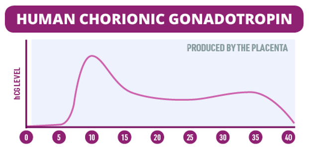 <p>Produced by tissue in early embryo -&gt; placenta. Produced for 10 weeks before dropping off. Thickens lining of uterus to hold growing embryo. Triggers estrogen and progesterone release -&gt; cease menstruation.</p>