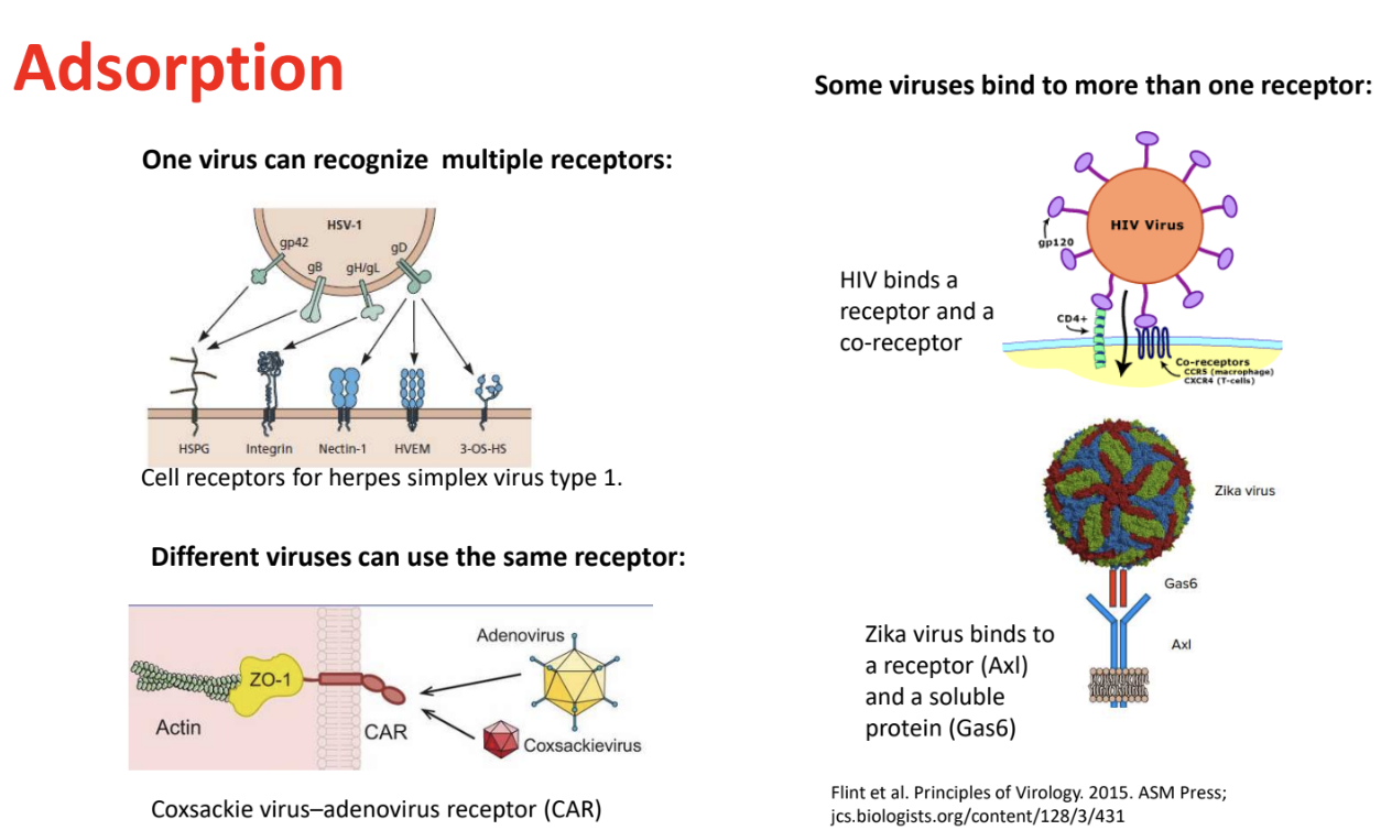 <ul><li><p><strong>Virus (surface proteins) can recognize multiple host receptors</strong></p><ul><li><p><em><u>V1 → R1, R2, or R3</u></em></p></li><li><p>e.g., Herpes simplex virus type 1 (HSV-1)</p></li></ul></li><li><p><strong>Different viruses can use the same receptor</strong></p><ul><li><p><em><u>V1, V2 → R1</u></em></p></li><li><p>e.g., Coxsackie &amp; Adenovirus → Car (Coxsackie-Adenovirus receptor)</p></li></ul></li><li><p><strong>Some viruses bind to more than 1 receptor </strong><u>(receptor + co-receptor)</u></p><ul><li><p><em><u>V1 → R1 &amp; R2</u></em></p></li><li><p>e.g., HIV → CD4+ &amp; CCR5 (macrophage) CXCR4 (T-cells)</p><ul><li><p><u>receptor + co-receptor</u></p></li></ul></li><li><p>e.g., Zika virus → Axl &amp; Gas</p><ul><li><p><u>soluble protein + receptor</u></p></li></ul></li></ul></li></ul><p></p>