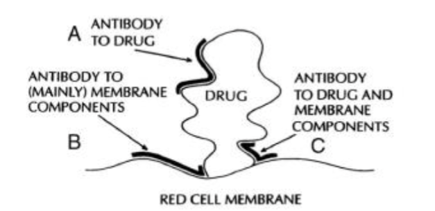 <p>Destruction of red blood cells mediated by IgG or IgM antibodies that react with the RBC surface antigens → complement activation and acute intravascular RBC lysis</p><p>Results in symptoms associated with anemia, jaundice (hemoglobin broken down into bilirubin), and hemoglobiuria</p><p>Can be initiated by drug dependent or drug independent antibodies (eg. antibody to drug, antibody to mainly membrane, and antibody to drug and membrane) </p><p>Eg. Cephalosporin antibiotics are responsible for many IHA cases </p>