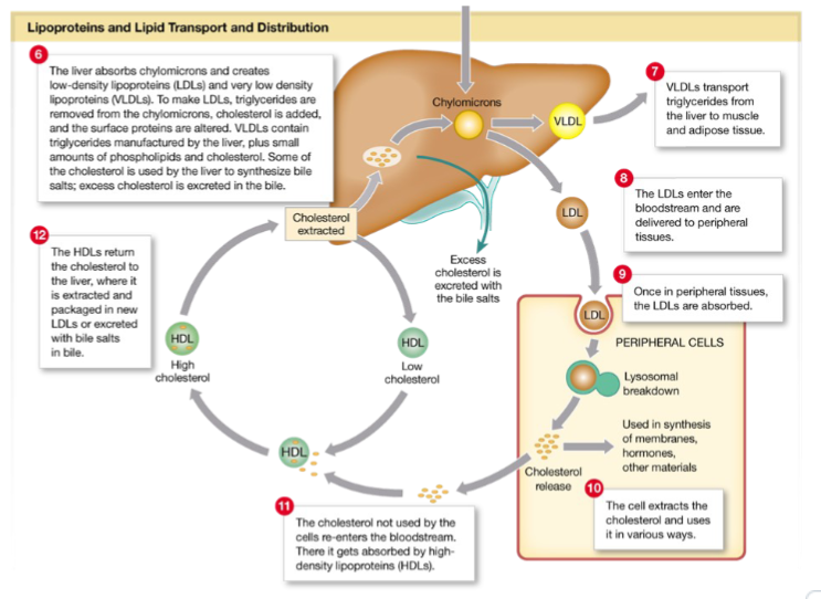 <p>Cholesterol metabolism and regulation of blood cholesterol levels(6)</p>