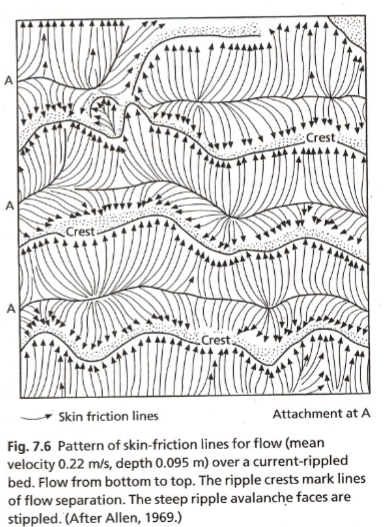 <p><span>Lines representing the direction of the wall shear stress vector, which arises from the fluid's friction against the surface. Motion vectors meet at the ripple’s crest</span></p>