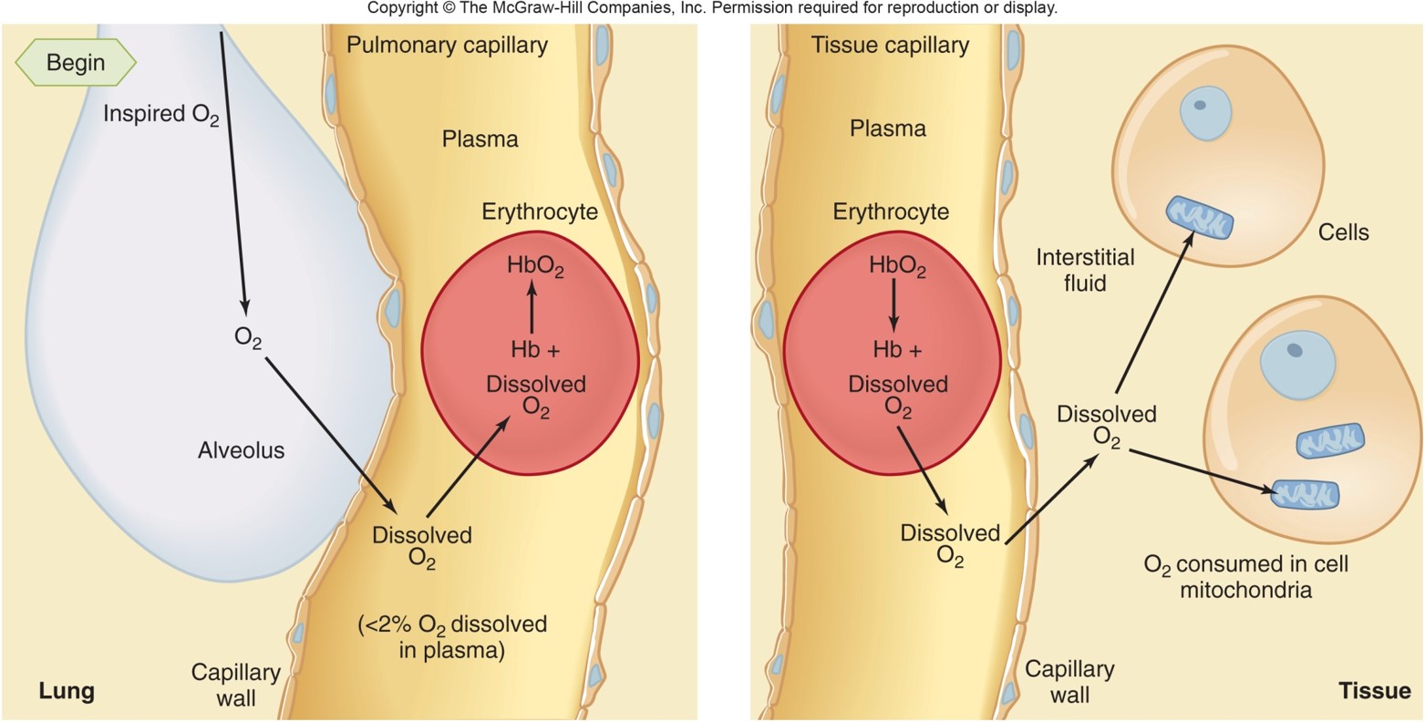 <p>pressure of O2 of the blood</p>