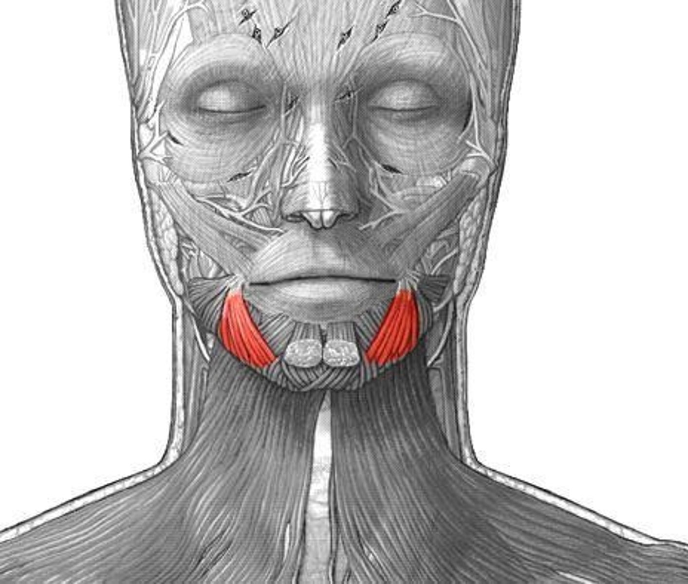 <p>depresses angle of mouth (look for muscle going to angle of mouth)</p>