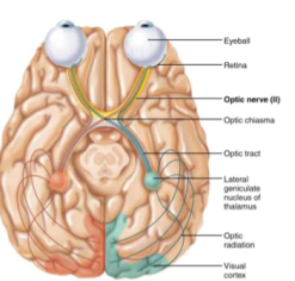 <p>Sensory nerve of vision</p>