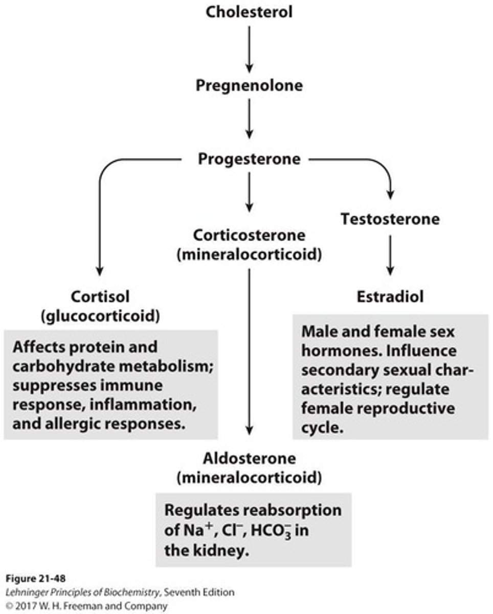 <p>Bile acid that aids in fat digestion.</p>