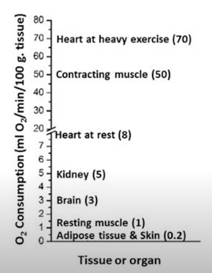 <p>Low metabolic rates = adipose tissue, skin, resting muscle, brain</p><p>High metabolic rates = contracting muscle, heart at heavy exercise</p><ul><li><p>Reflects the number of mitochondria </p></li></ul><p></p>