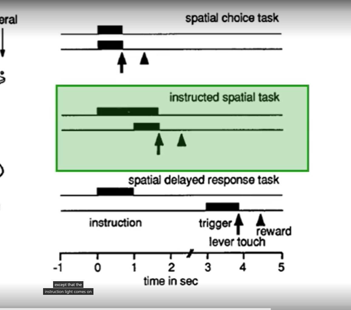 <ol><li><p>spatial choice task&nbsp;</p></li><li><p>instructed spatial task</p></li><li><p>spatial delayed response task</p></li></ol><p></p>