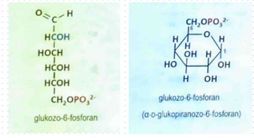<p>zarówno w postaci łańcuchowej jak i pierścieniowej</p>
