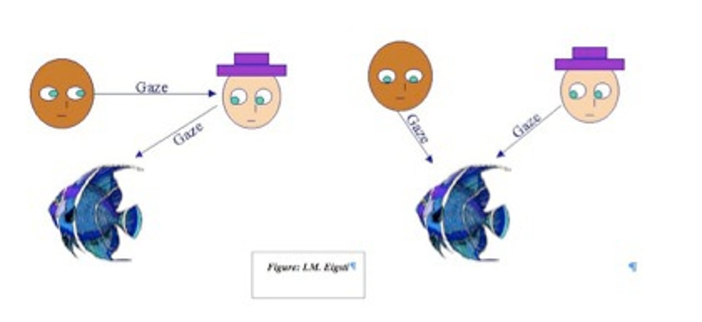 <p>the ability to focus on what another person is focused on</p>