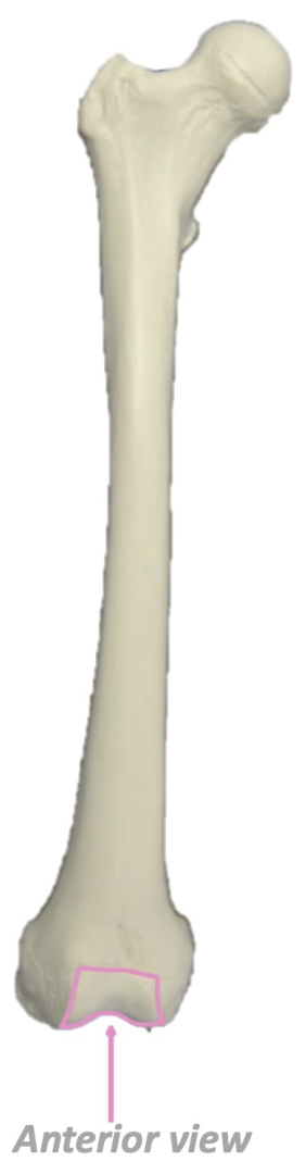 term image