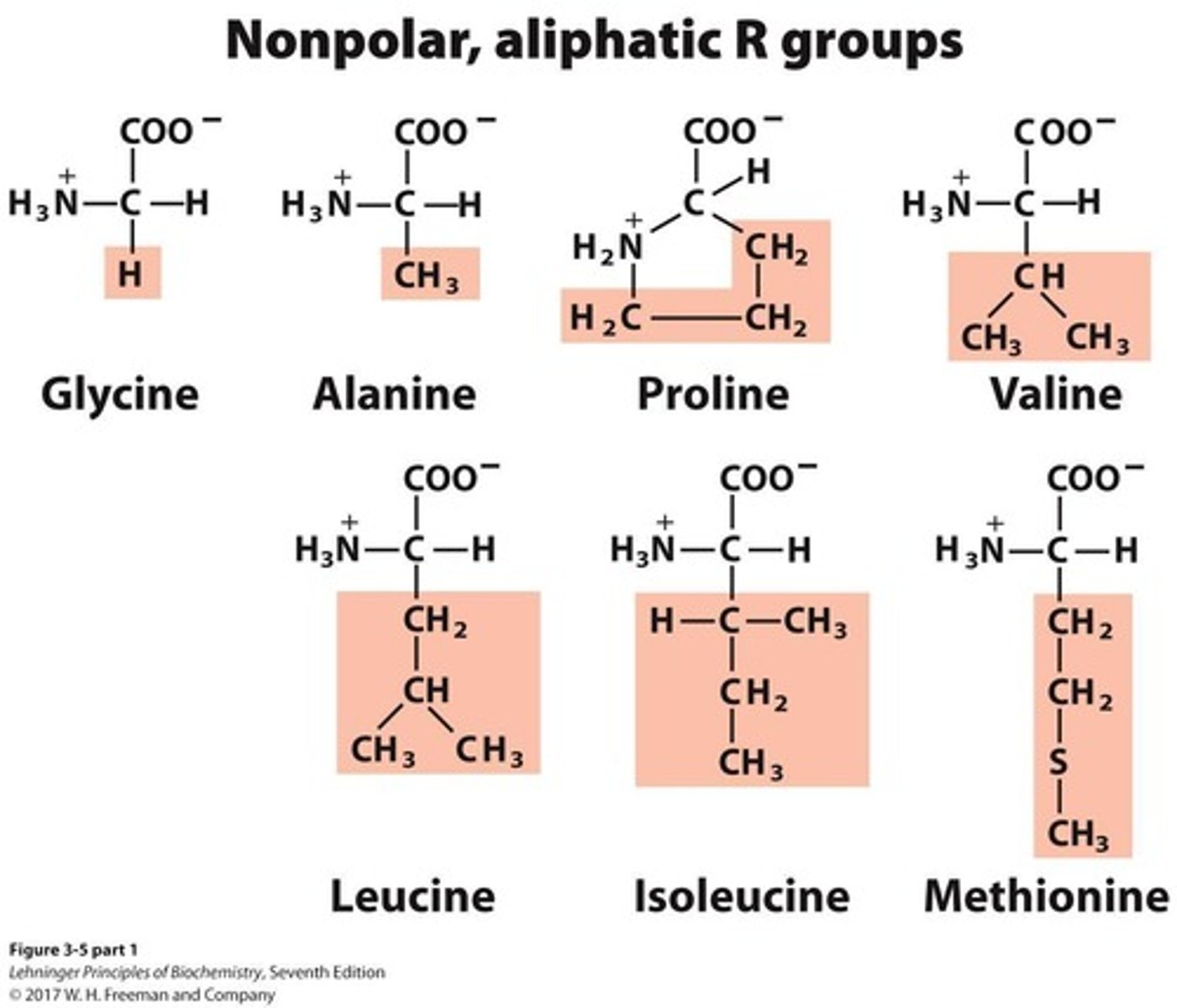 <p>A group of amino acids that includes 7 members.</p>