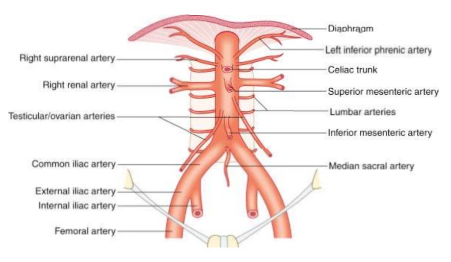 <p>Descending Aorta pathway</p>