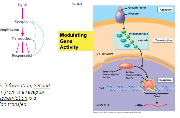 - membrane receptors: transfer information
- 2nd messengers: relay info from receptor ligand complex
- phosphorylation: common means of information transfer