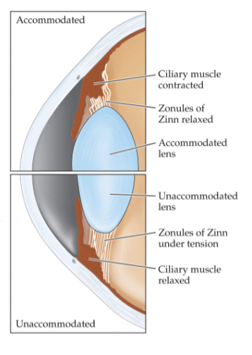 <p>process by which eye changes its focus by changing shape of the lens</p><ul><li><p>fatter lens = increase of optical power of eye to bring images of near objects into focus (like a camera lens)</p></li></ul><p></p>