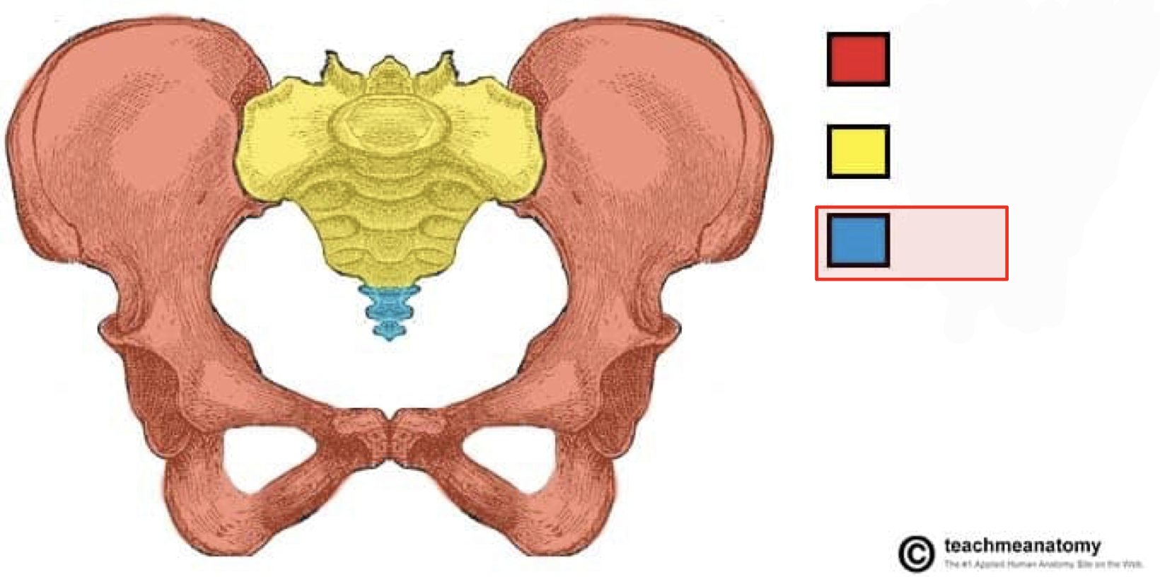 <p>3-5 fused bones</p>