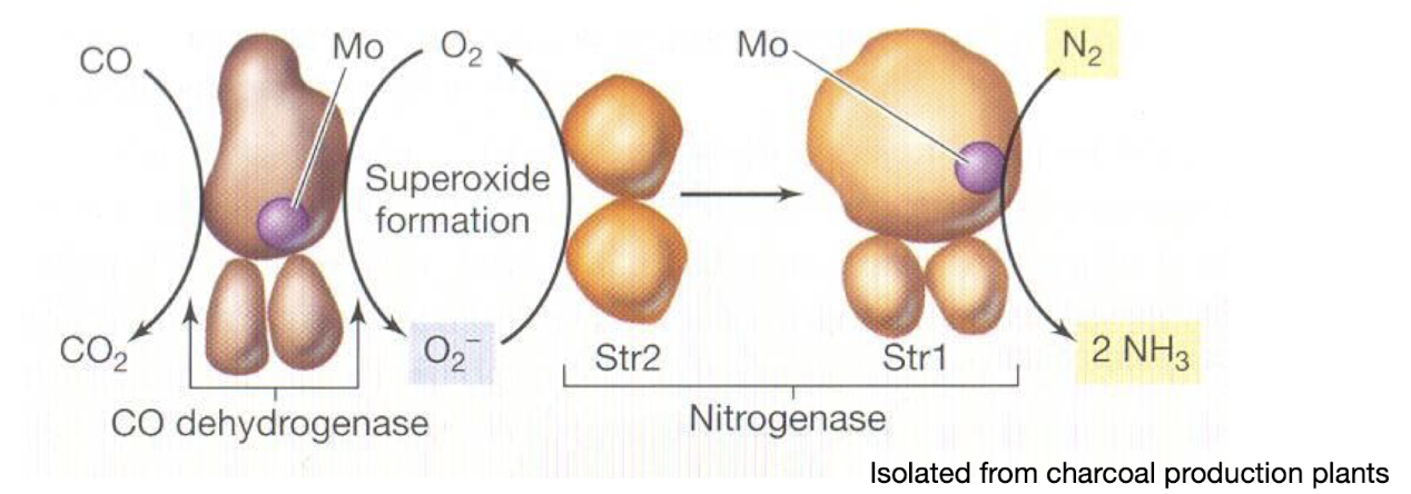 <ul><li><p><strong>It uses CO as its electron source<u> instead of</u> the more common ferredoxin or flavodoxin.</strong></p></li><li><p><strong>Superoxide is an intermediate in electron transfer.</strong></p></li><li><p><strong>The nitrogenase is </strong><span style="color: red;"><strong>resistant to O2.</strong></span></p></li><li><p><strong>Requires<u> less ATP</u> for N fixation </strong></p></li></ul><p></p>