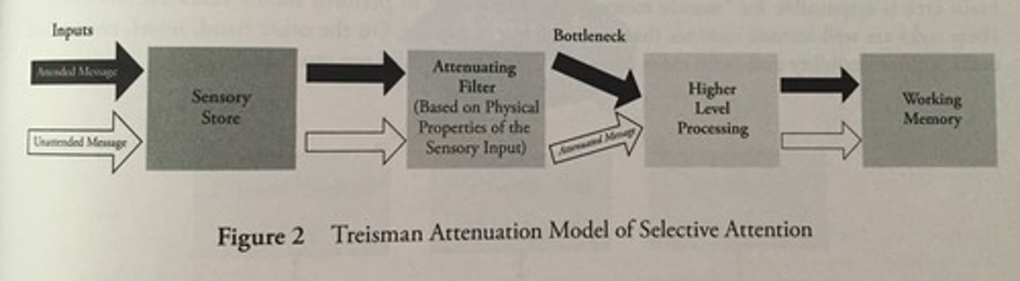 <p>Input enters the sensory store and enters the attenuating filter. If an unattended message is then attended to, the signal moves through higher-level processing and working memory.</p>