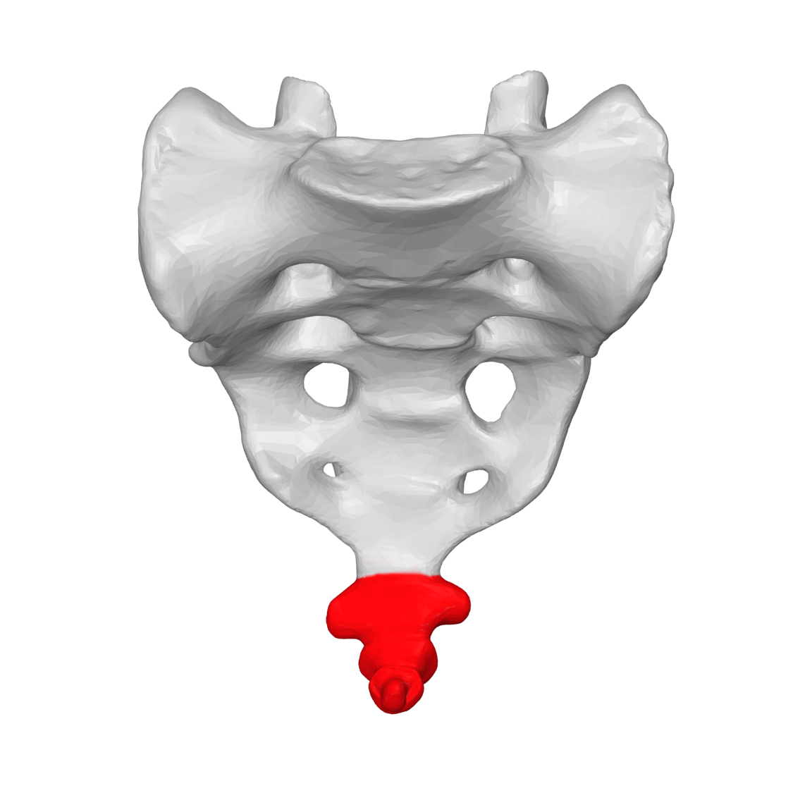 <p>Name this part of the vertebral column that is FUSED</p>