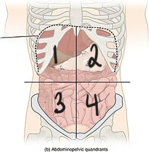 <p>what is #1 quadrant?</p>