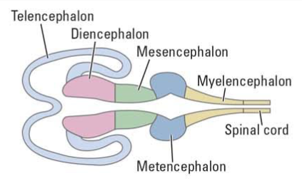 <ol><li><p>Telencephalon (endbrain)</p></li><li><p>Diencephalon (between brain)</p></li><li><p>Mesencephalon</p></li><li><p>Metencephalon (across brain)</p></li><li><p>Myelencephalon (spinal brain)</p></li><li><p>Spinal cord</p></li></ol><p></p>