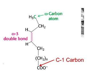 <p>has double bond between 3rd and 4th carbon from far end away from the COO-/COOH</p>