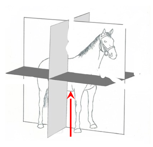 <p>Ventral</p>