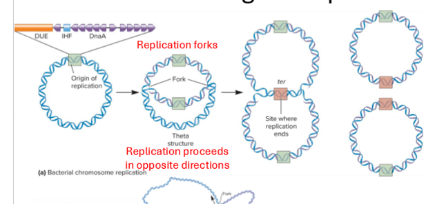 <ul><li><p>initiation at single origin of replication (oriC) with IHF protein binding site</p></li><li><p>unwinding begins at DUE (DNA unwinding element) site which is AT rich, done by helicase</p></li><li><p>unwinds and starts replication forks</p></li><li><p>2 replication forks move out away from the origin until they have copied the whole region, helicase enzyme continues unwinding </p></li><li><p>IHF protein helps stabilize</p></li><li><p>DnaA protein (the initatior) binds to segments on OriC to repeat </p></li></ul><p></p>