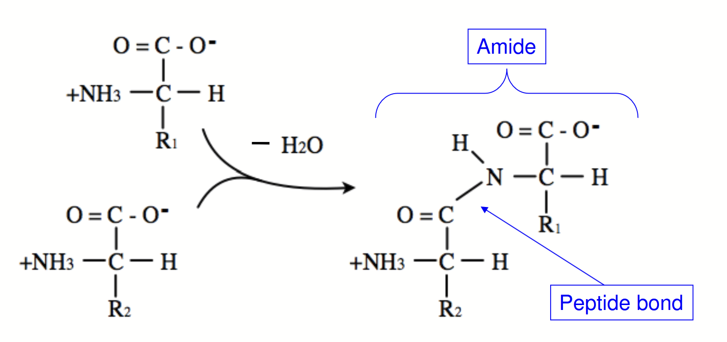 <p>A type of covalent bond that connect amino acids.</p><p>The carboxyl group of one AA reacts with the amino group of another AA, releasing H<sub>2</sub>O (condensation reaction).</p><p>To break: add water (hydrolysis reaction).</p>