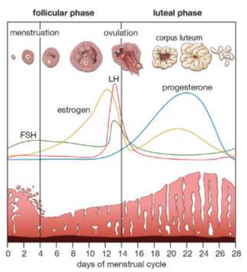 <p>Follicular phase.</p>