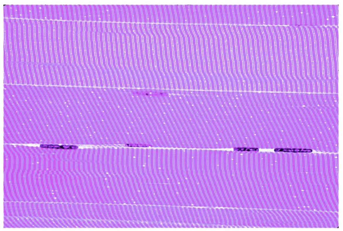 <p>Name the tissue.</p>