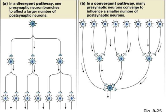 <ol><li><p>divergent: <strong>single presynaptic neuron branches</strong> to affect multiple postsynaptic neuron </p></li><li><p>convergent: <strong>many presynaptic neurons converge</strong> to a smaller # of post synaptic neurons </p></li></ol><p></p>