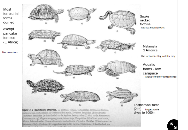 <ul><li><p>are <strong>all egg layers</strong>, on land</p></li><li><p><strong>most are carnivorous</strong> (sometimes mistake plastic as jellyfish)</p></li></ul>