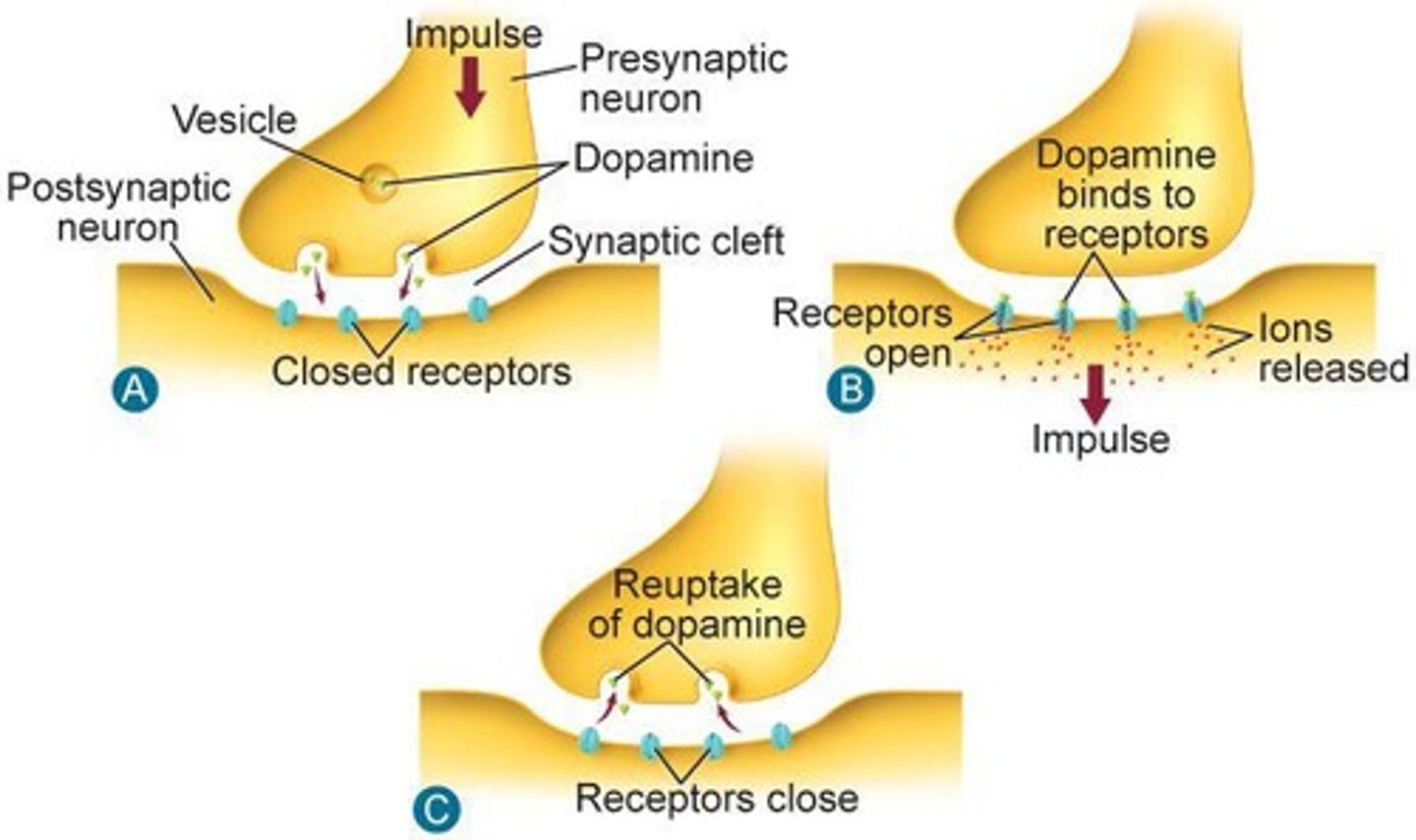 <p>Increase alertness and physical activity; examples include nicotine.</p>