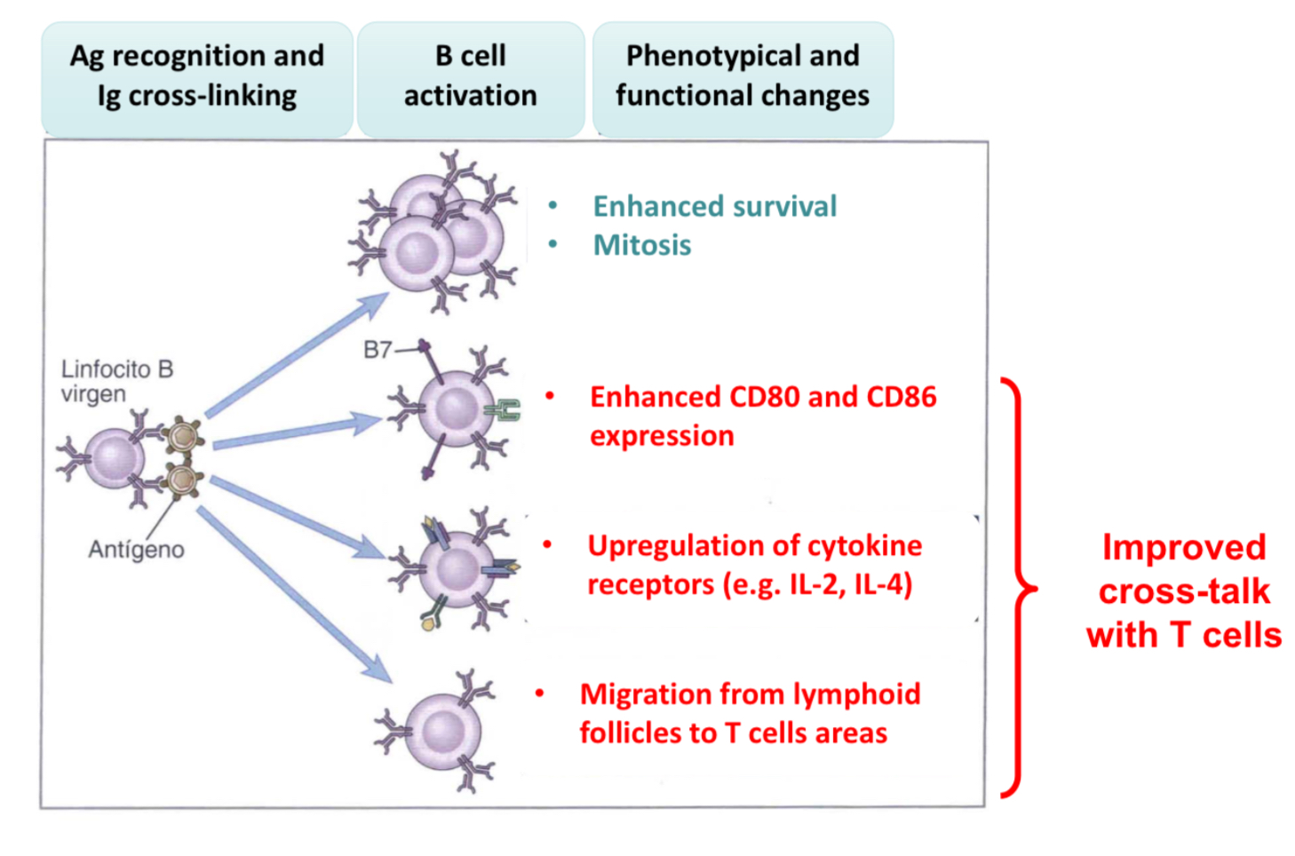 <ul><li><p>start proliferating</p></li><li><p>Expres CD80 and CD86 (B7 family), thus providing ligans for B cell signal 2 and acting as co-signaling molecules</p></li><li><p>Upregulation of cytokine receptors by relasing cytokines</p></li><li><p>B cells migrate to T cell areas wihtin lymph nodes to interact. </p></li></ul><p>These changes will cause thenaive B cell to recognize the antigen thru Igs and uptake it to become an APC, presneting the antigen on MHCI or MHCII.. therefore it can induce signal  1 and 2 in the T cell. </p><p></p>