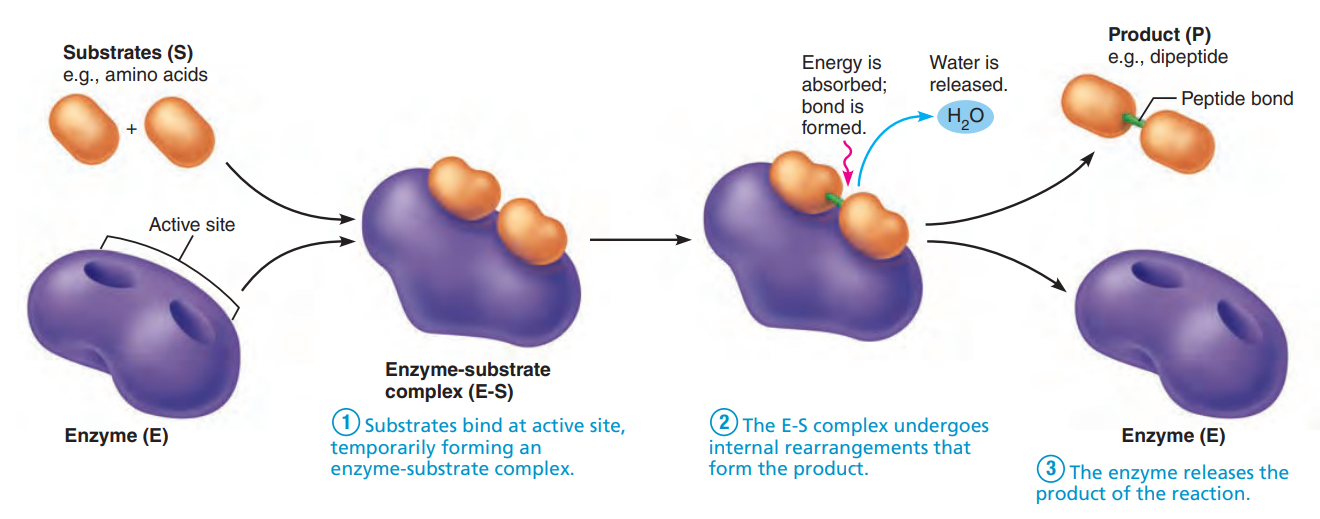 Mechanism of enzyme action.