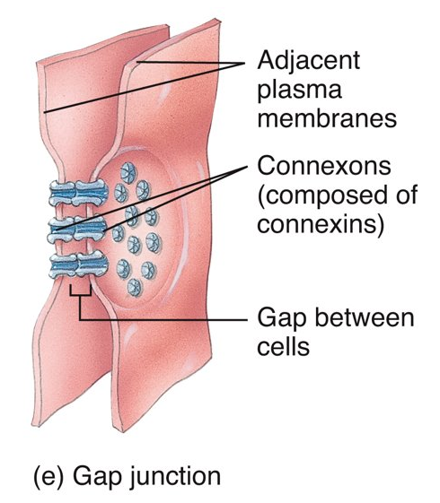 <p>connexins (transmembrane protein channels); anywhere that requires large area nervous control; enable nerve or muscle impulses to spread rapidly among cells</p>