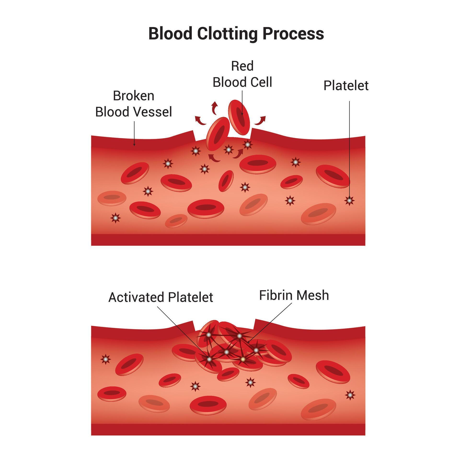 <p>Platelets (Cell fragments) are triggered from chemicals nearby the site of injury, where it will build up to form a blood clot to stop bleeding.</p>
