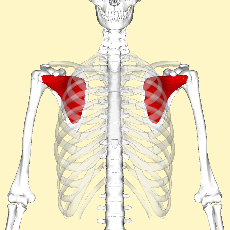 <p>origin: subscapular fossa</p><p> insertion: lesser tubercle of humerus</p><p>action: medial rotation of the arm and adduction</p>